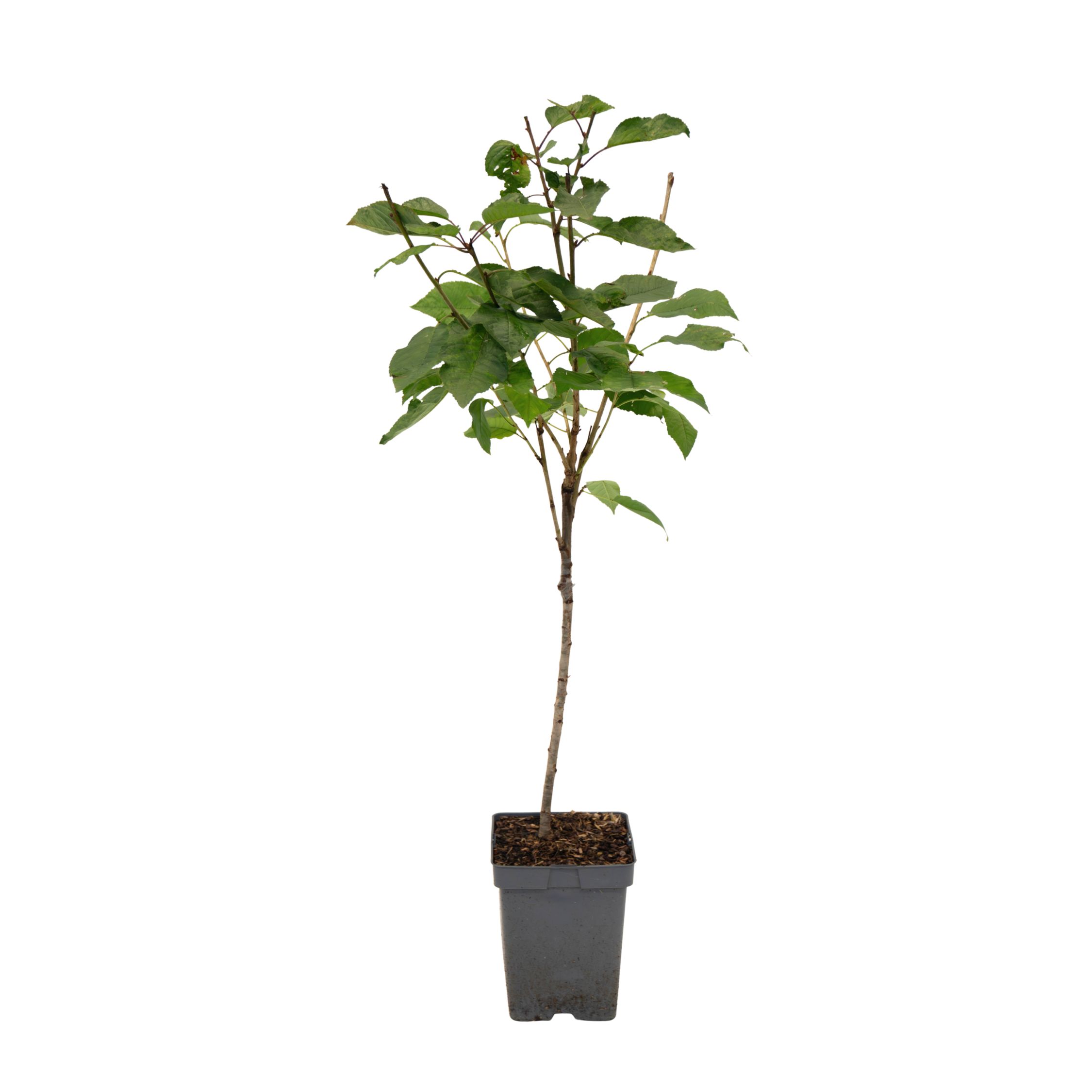 Třešeň - Prunus avium 'Stella' - Sladká třešeň - Výška 90-110cm - ⌀23cm