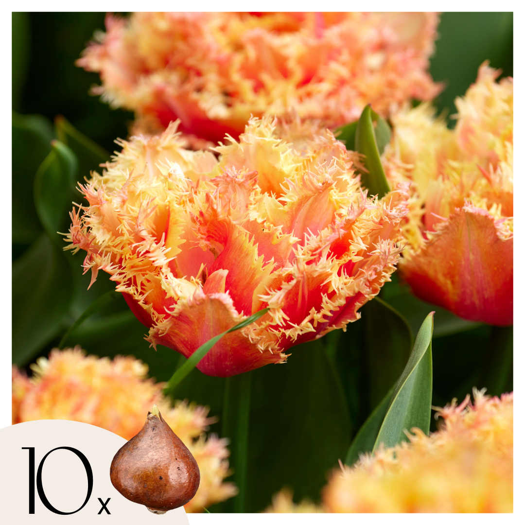 Tulpenbollen - Set van 10 - Tulipa'Brisbane'- Bloembollen - Roze afbeelding