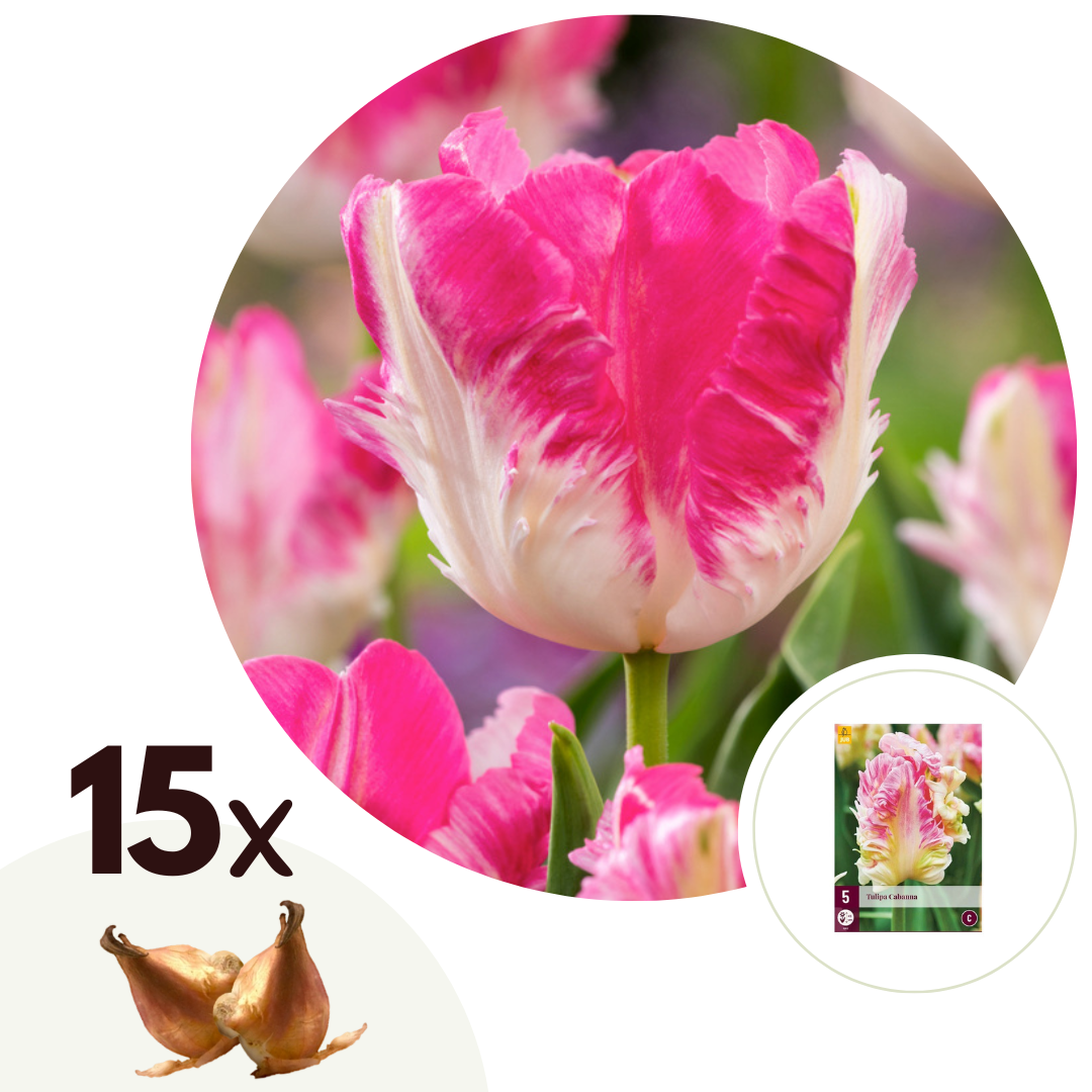 Tulpenbollen - Set van 15 - Tulipa'Cabanna'- Bloembollen - Roze afbeelding