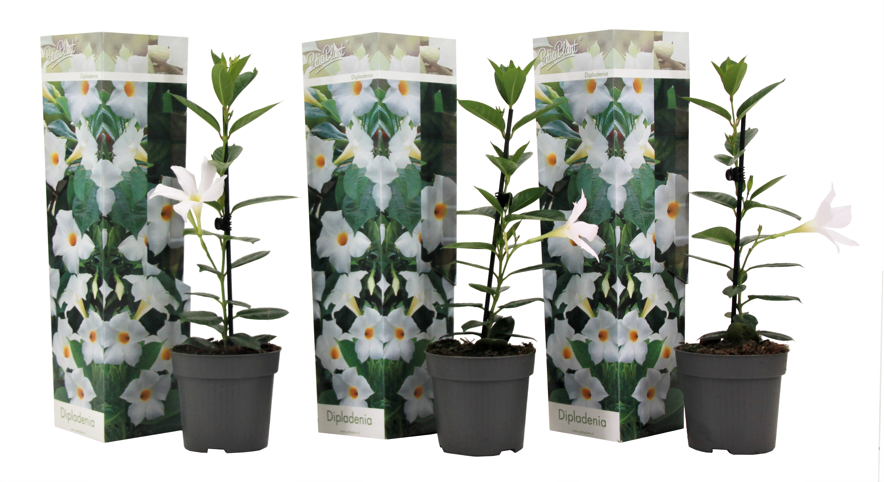 Braziliaanse Jasmijn - Set van 3 - Dipladenia Rio White - Hoogte 25-40cm -⌀9cm afbeelding