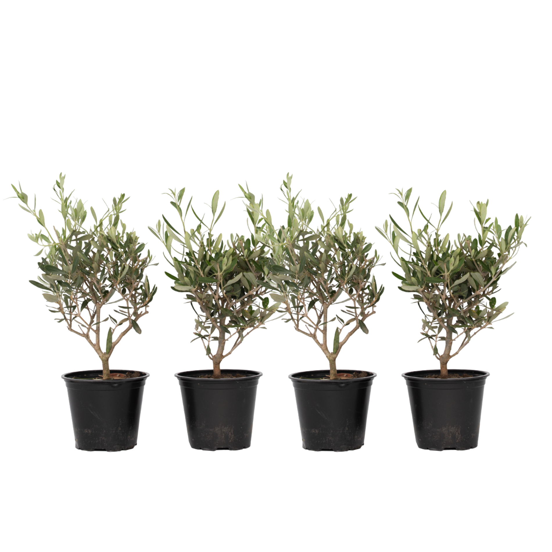 Olijfstruik - Set van 4 - Olea europaea - Hoogte 25-40cm -⌀14cm afbeelding