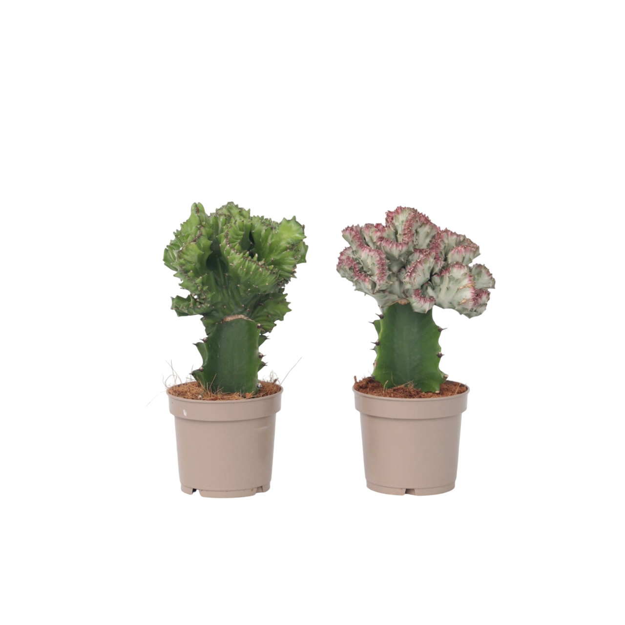 Euphorbia Cactus-set - Set van 2 - Euphorbia'Lactea'- Hoogte 25-30cm -⌀12cm afbeelding