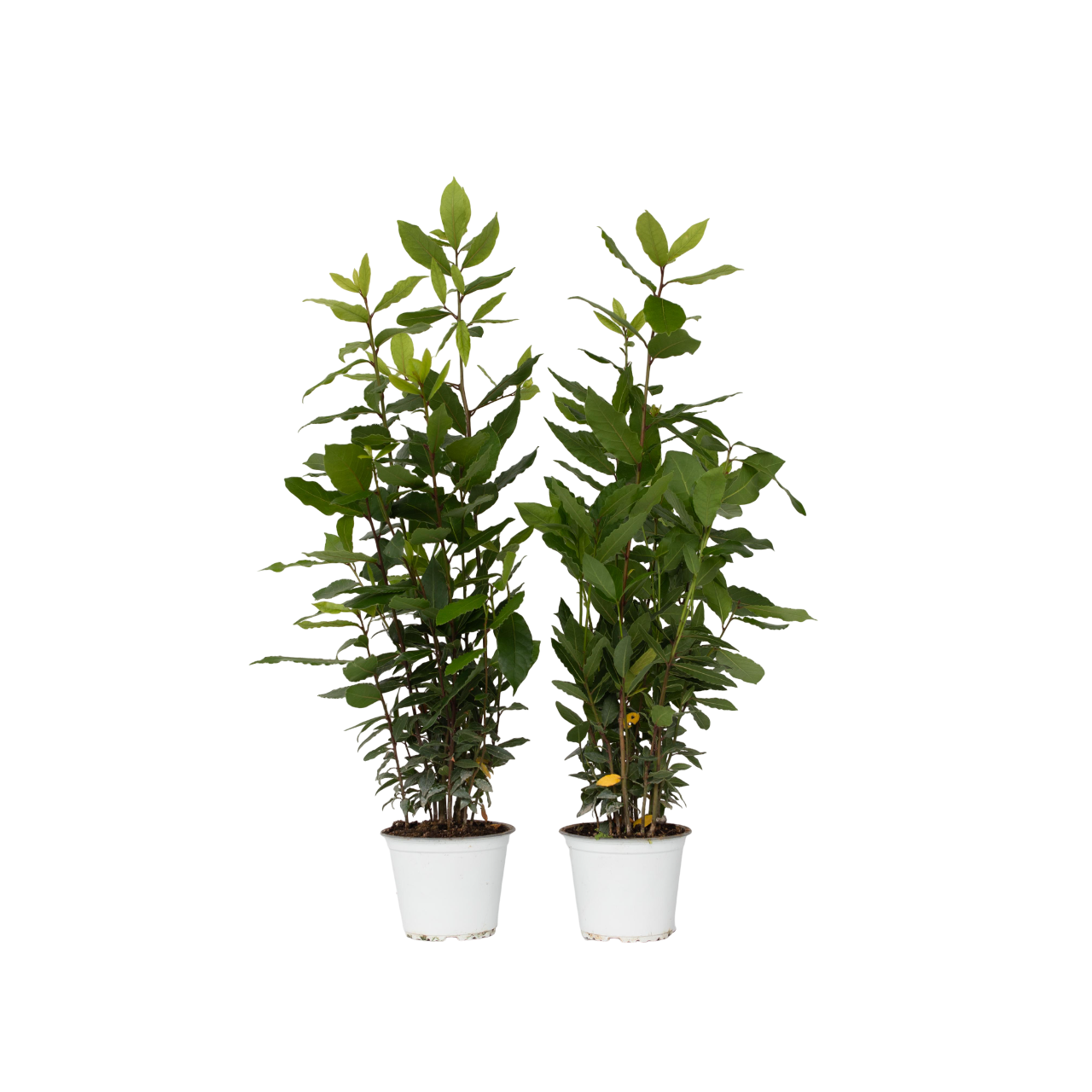 Laurier - Set van 2 - Laurus nobilis - Hoogte 30-40cm -⌀14cm afbeelding