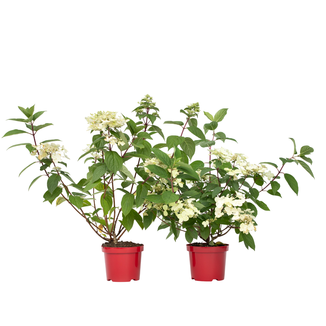 Pluimhortensia - Set van 2 - Hydrangea'Wim's Red'- Hoogte 25-40cm -⌀19cm afbeelding