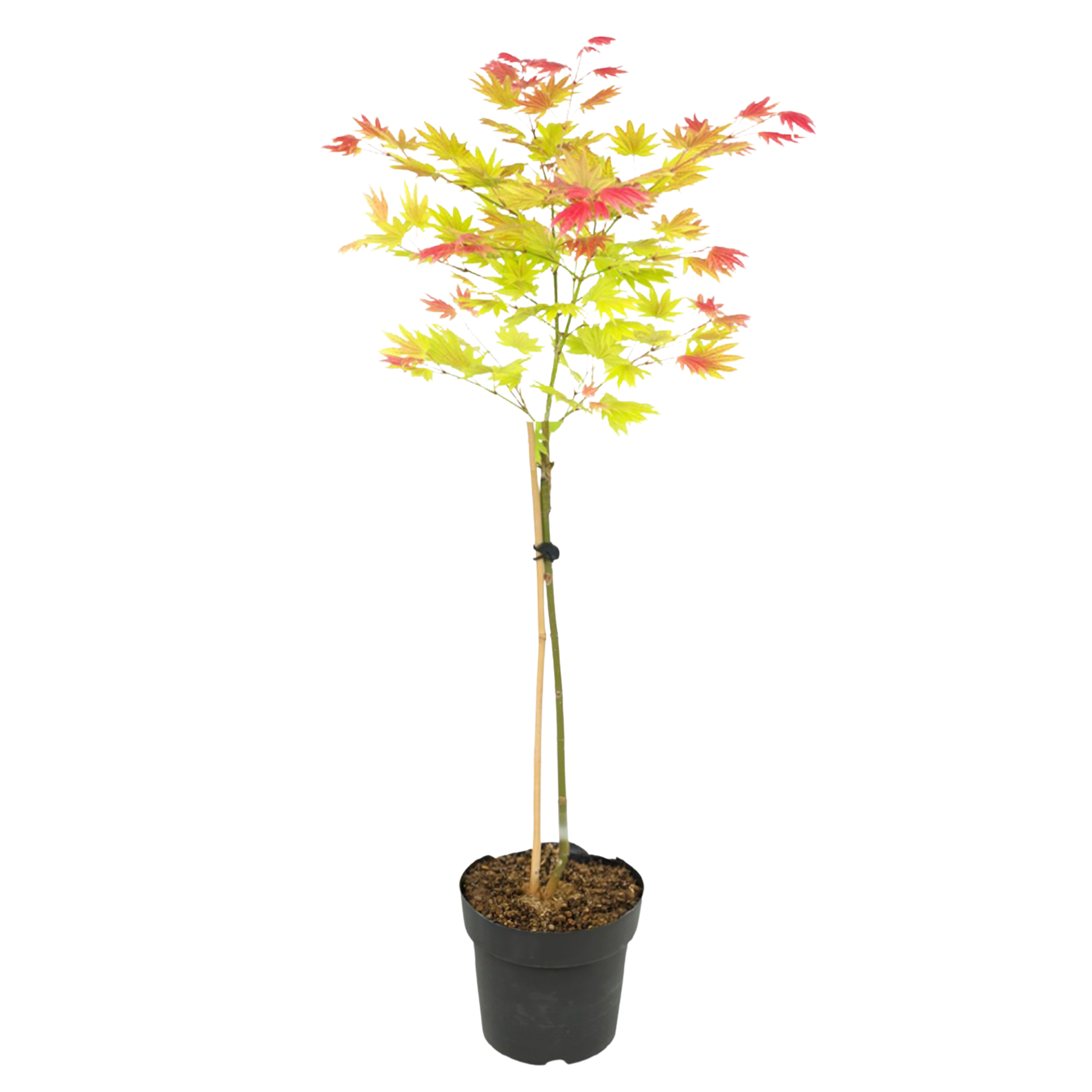Japanse Esdoorn - Acer palmatum'Moonrise'- Hoogte 80-90cm -⌀19cm afbeelding