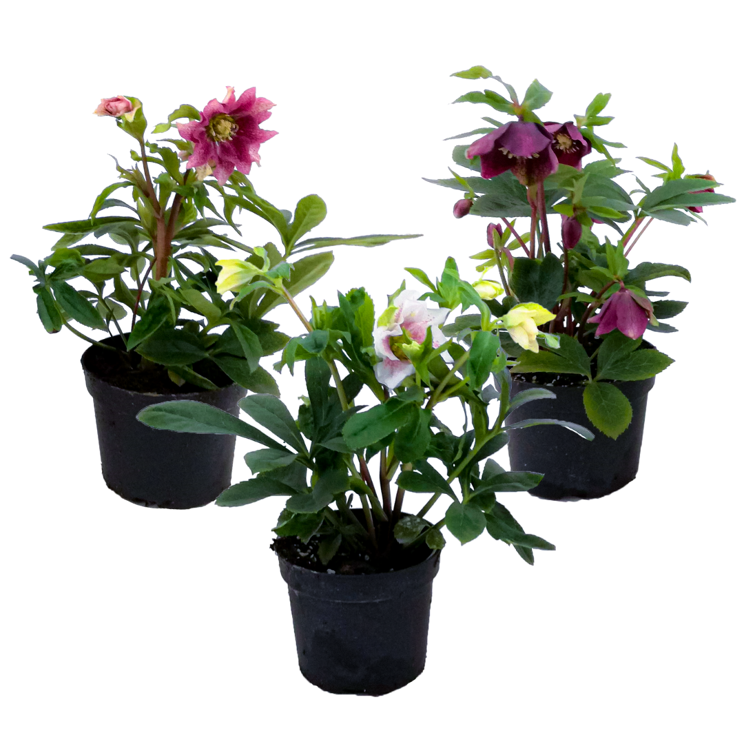 Kerstroos - Set van 3 - Helleborus orientalis - Hoogte 20-30cm -⌀12cm afbeelding