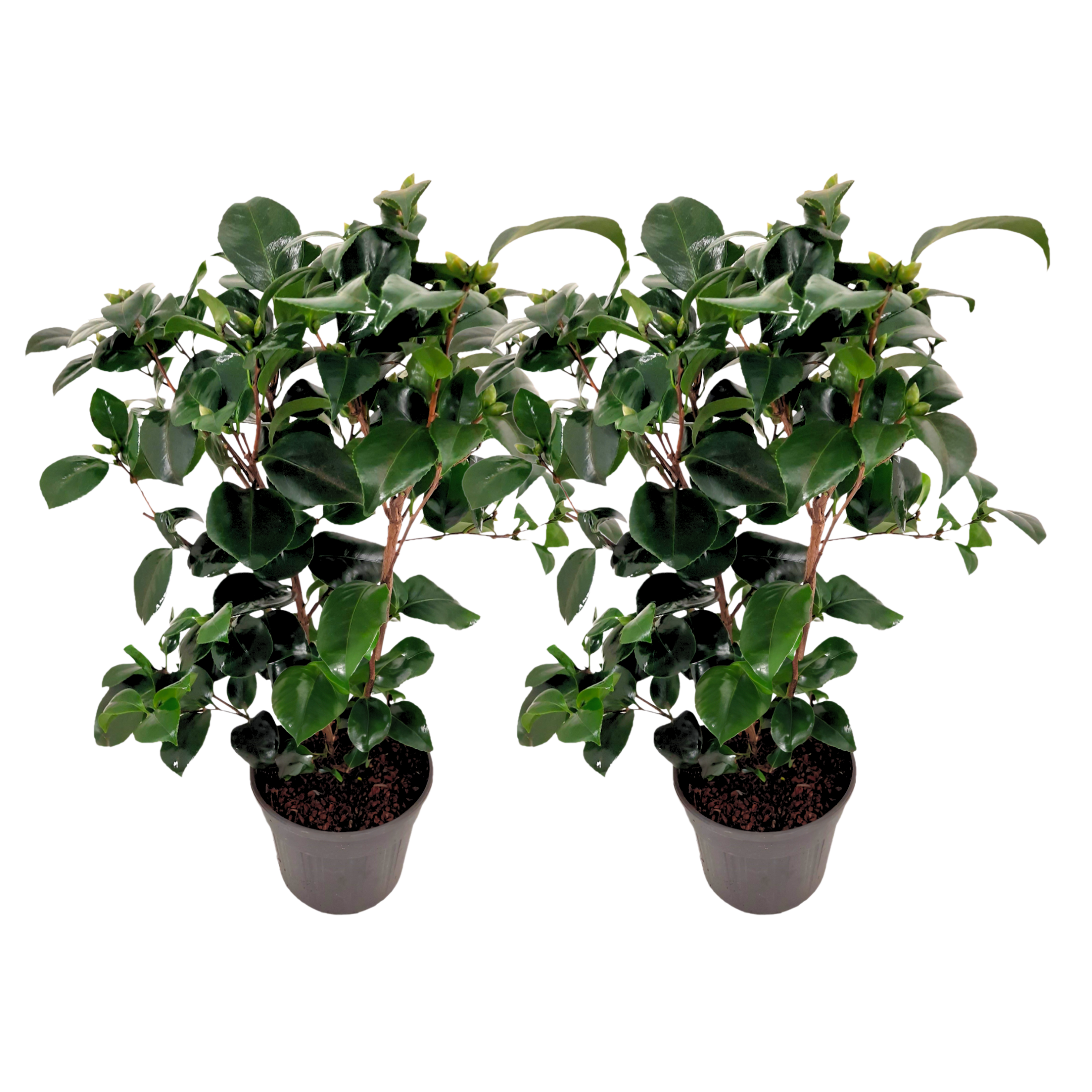 Japanse Roos - Set van 2 - Camellia'Lady Campbell'- Hoogte 50-60cm -⌀15cm afbeelding