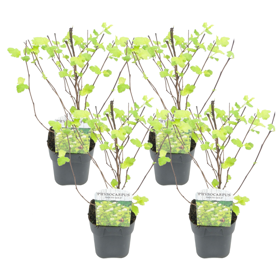Blaasspirea - Set van 4 - Physocarpus'Dart's Gold'- Hoogte 30-40cm -⌀17cm afbeelding