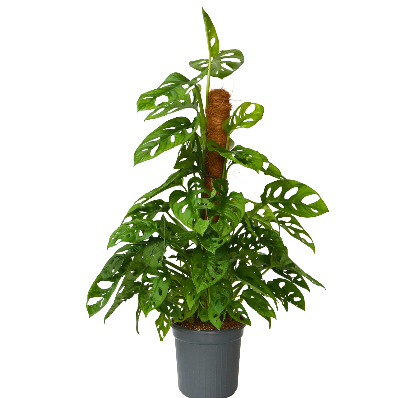 Gatenplant - Monstera adansonii'Monkey Mask'- Hoogte 60-70cm -⌀16cm afbeelding