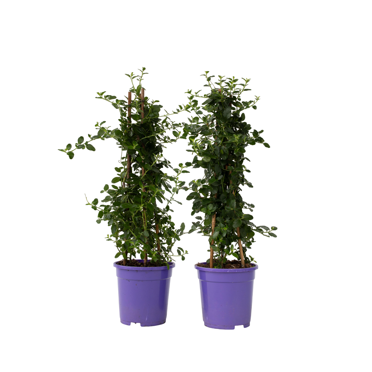 Sering - Set van 2 - Ceanothus Repens - Hoogte 60-70cm -⌀17cm afbeelding