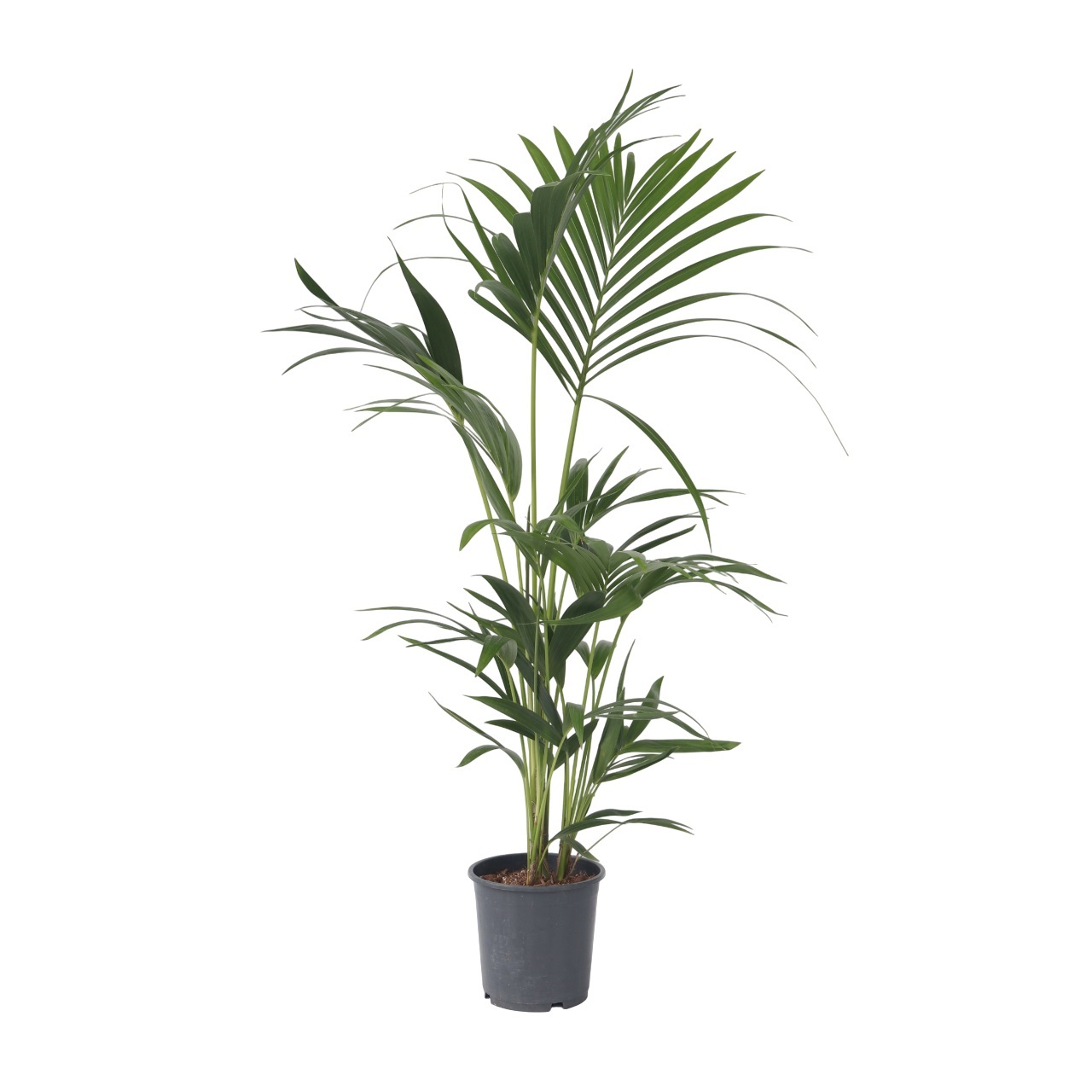 Kentiapalm - Howea forsteriana - Hoogte 90-100cm -⌀18cm afbeelding