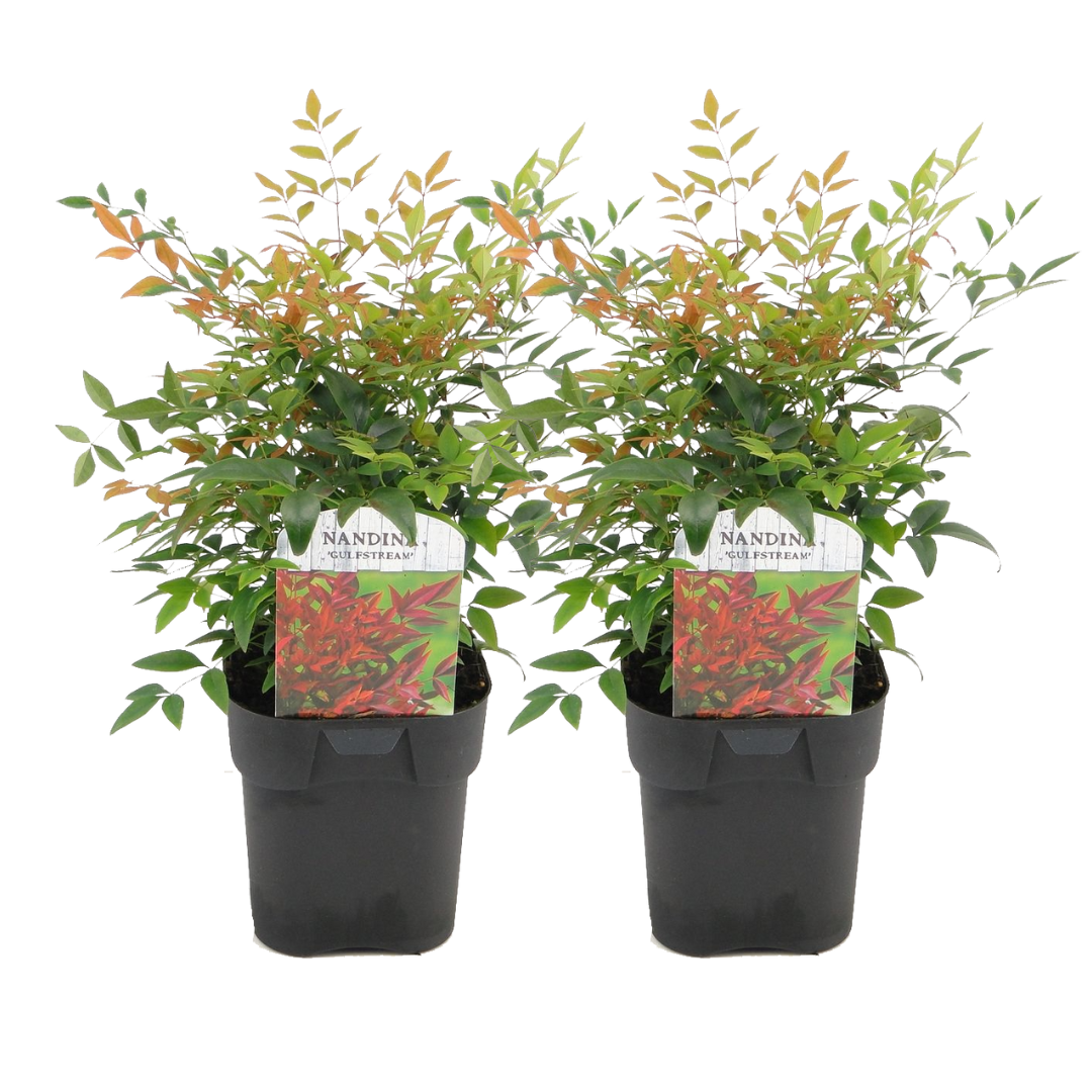 Hemelse Bamboe - Set van 2 - Nandina'Gulfstream'- Hoogte 25-40cm -⌀17cm afbeelding