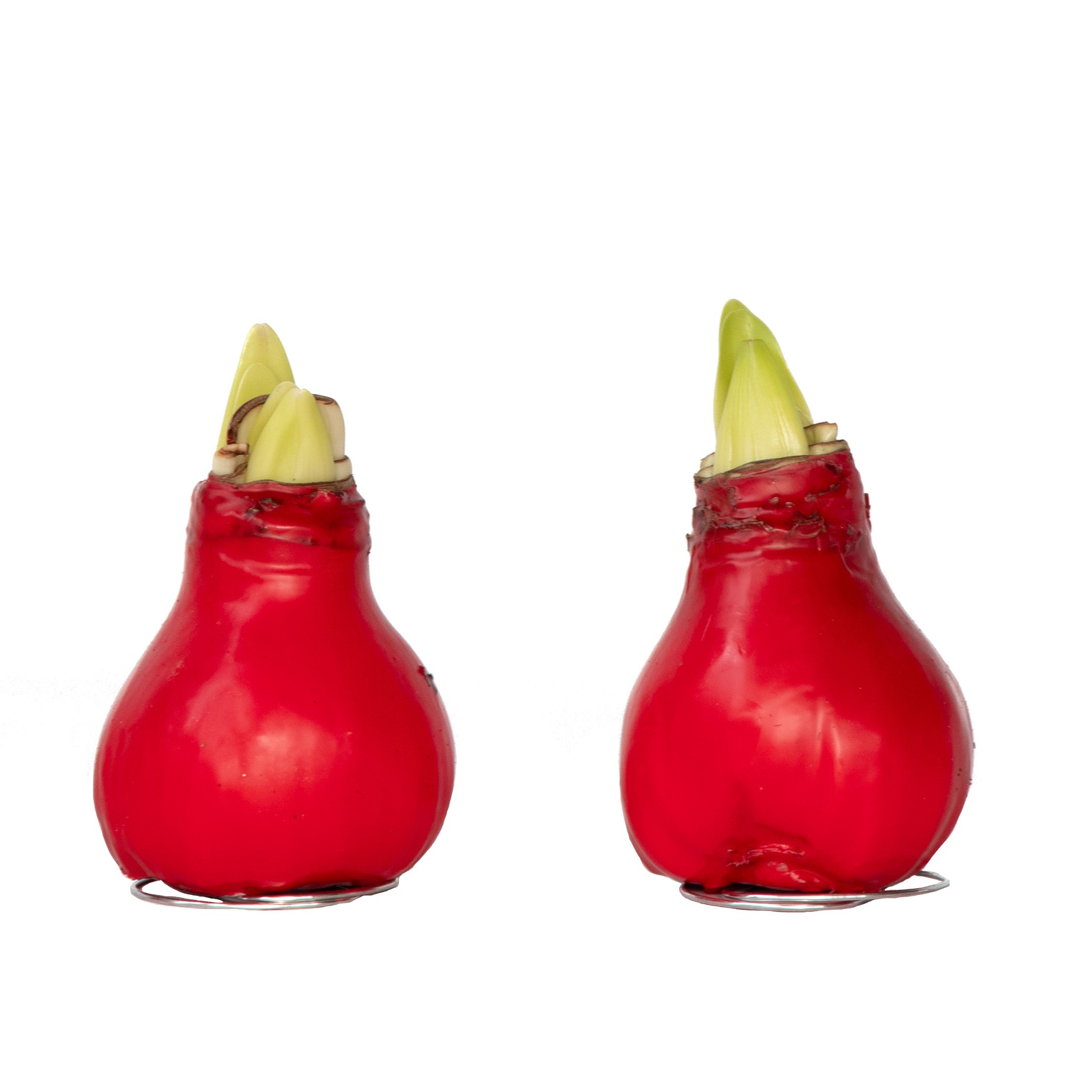 Amaryllis - Hippeastrum'Wax Red'- Bloembol - Rood afbeelding