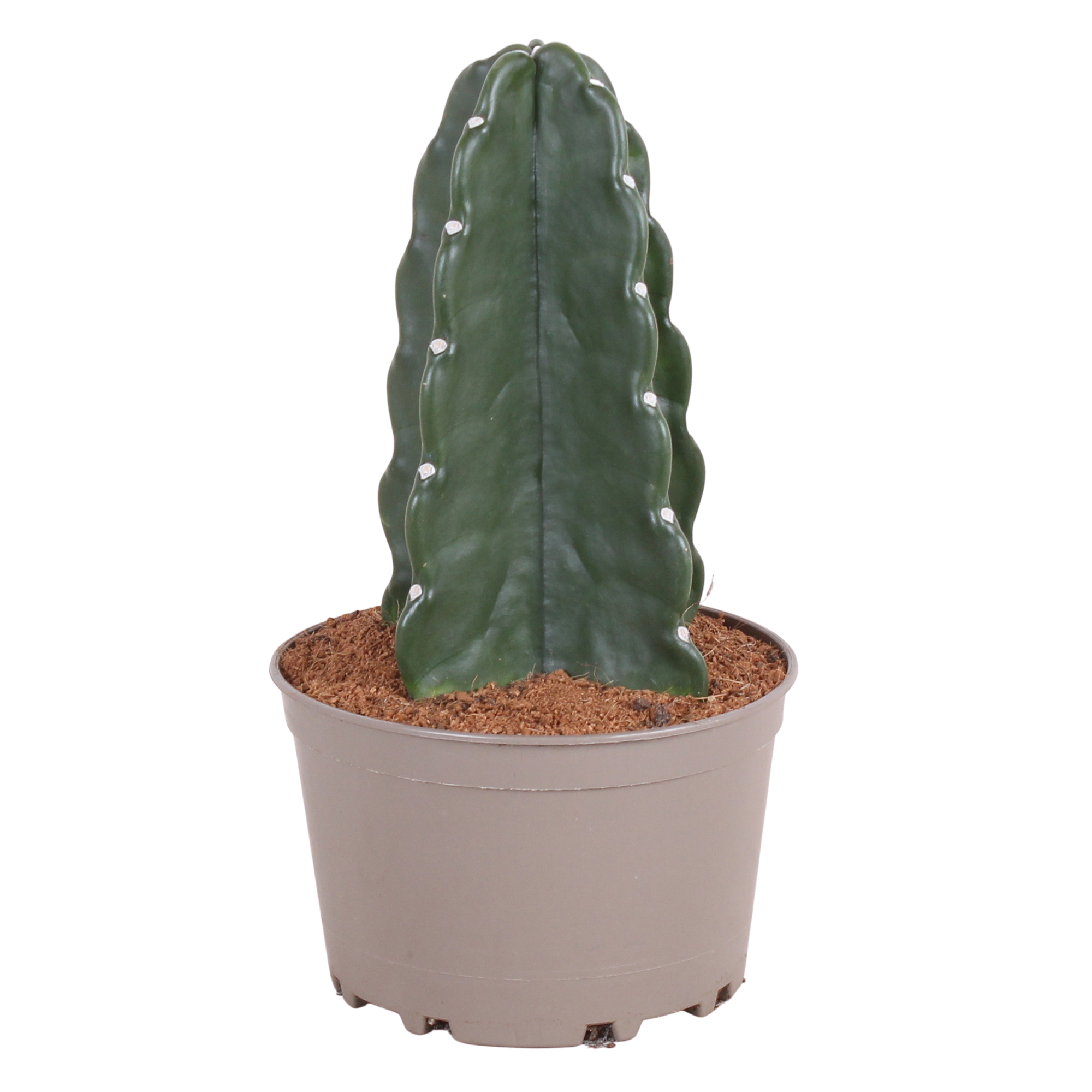 Knuffelkaktus - Cereus jamacaru - Hoogte 30-35cm -⌀18cm afbeelding