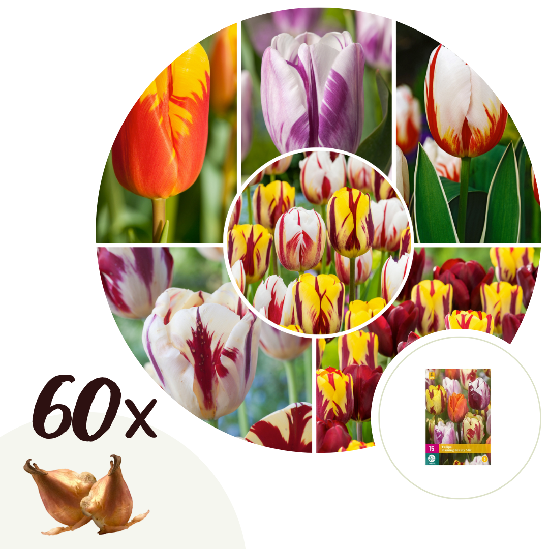 Tulpenbollen - Set van 60 - Tulipa'Flaming Beauty Mix'- Bloembollen afbeelding