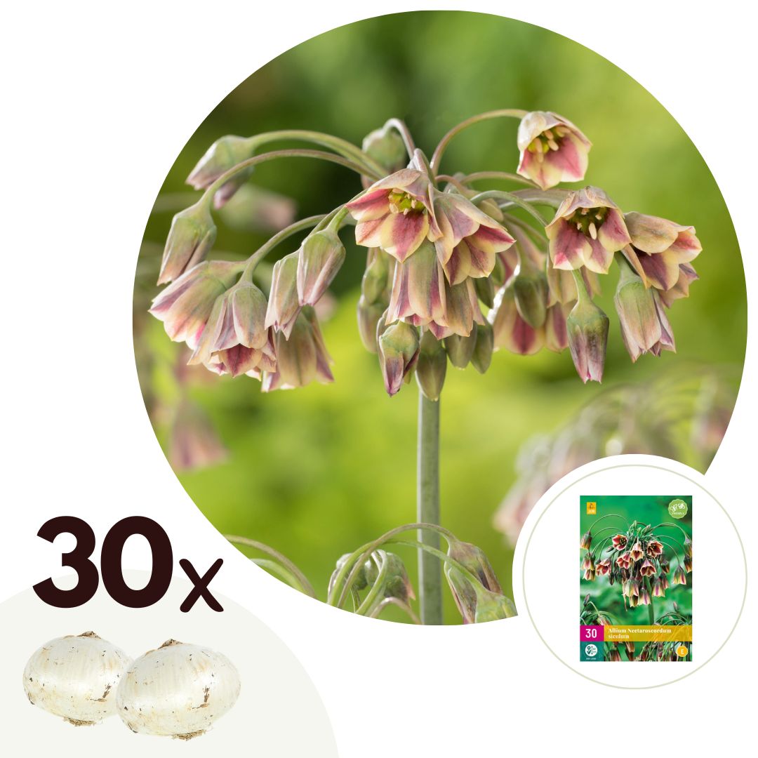 Alliumbollen - Set van 30 - Allium'Nectaroscordum'- Bloembollen - Roze afbeelding