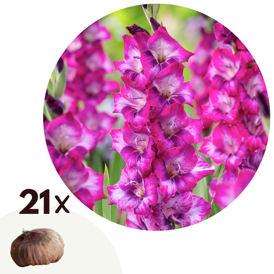 Zwaardlelie - Set van 21 - Gladiolus'Glamini Kim'- Bloembollen - Roze afbeelding