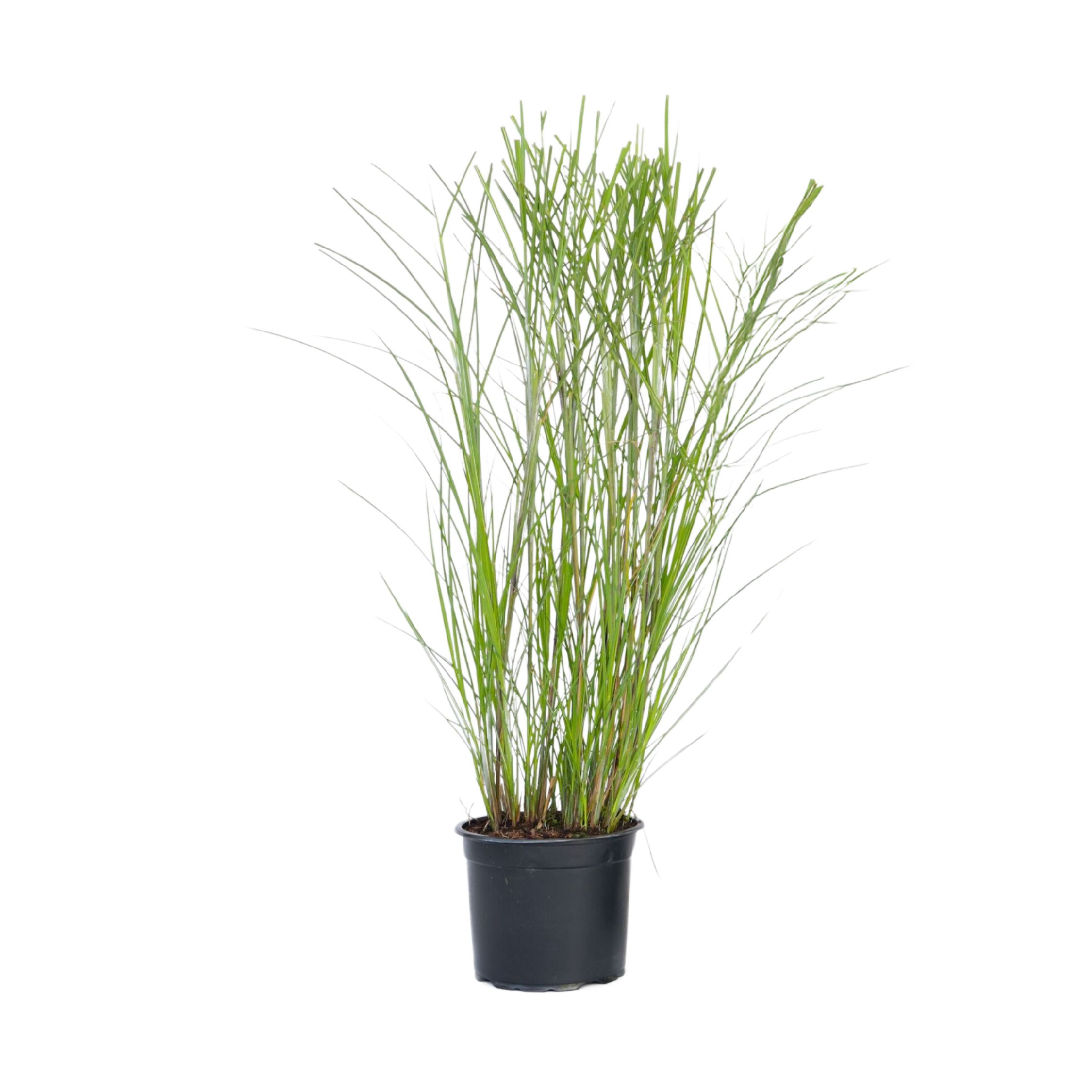 Prachtriet - Miscanthus sinensis'Gracillimus'- Hoogte 40-60cm -⌀23cm afbeelding