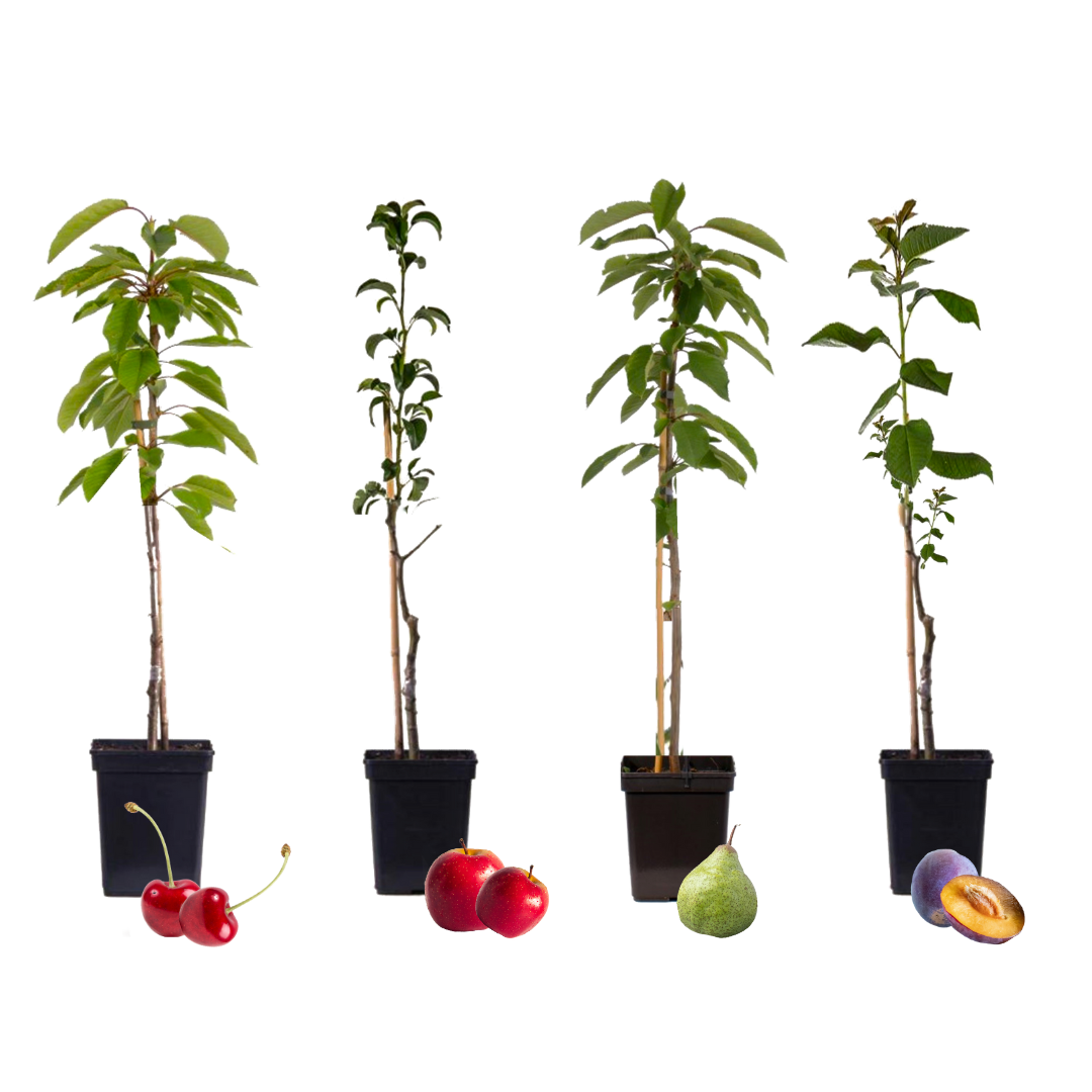 Mix fruitzuilen - Set van 4 - Malus, Pryus, Prunus - Hoogte 60-70cm -⌀9cm afbeelding
