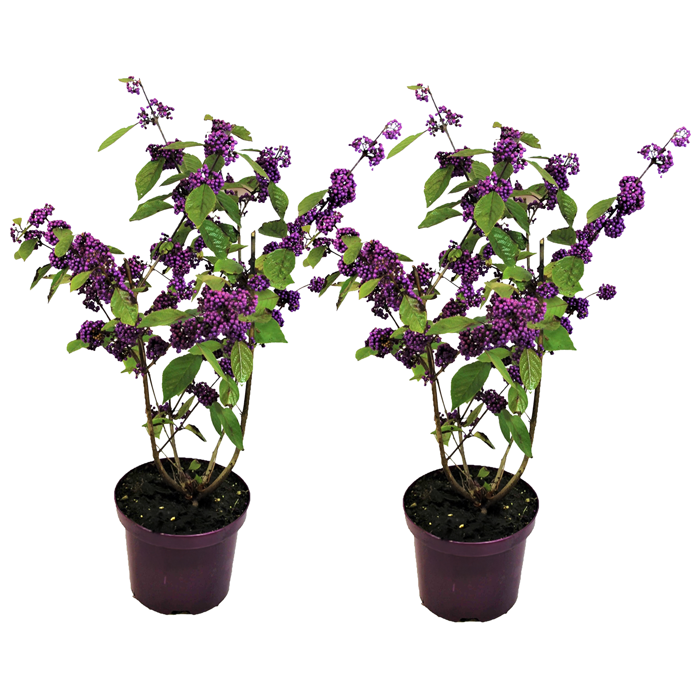 Schoonvrucht - Set van 2 - Callicarpa'Profusion'- Hoogte 50-60cm -⌀19cm afbeelding
