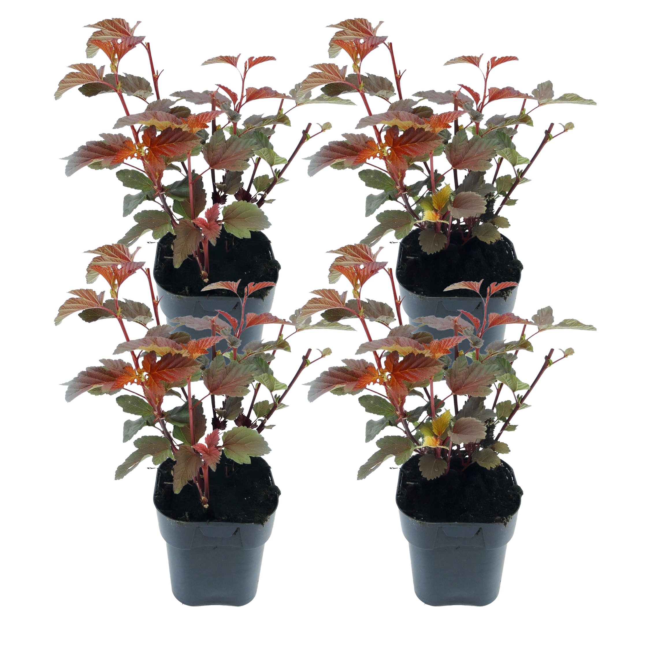 Blaasspirea - Set van 4 - Physocarpus'Lady in Red'- Hoogte 30-40cm -⌀17cm afbeelding