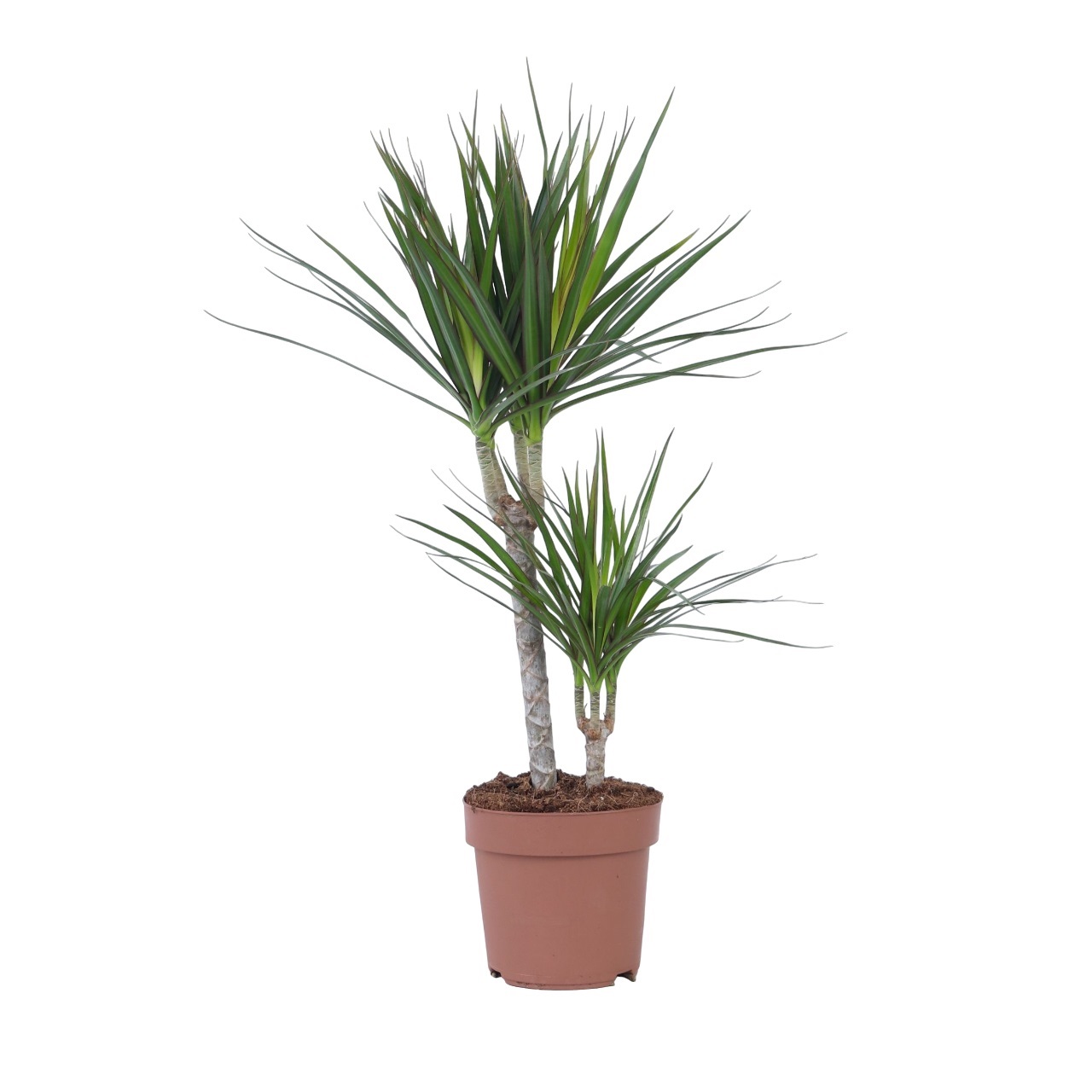Drakenbloedboom - Dracaena marginata - Hoogte 70-80cm -⌀17cm afbeelding