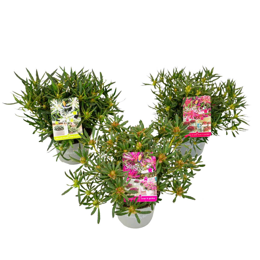 Ster Azalea - Set van 3 - Rhododendron'StarStyle'- Hoogte 25-35cm -⌀10,5cm afbeelding