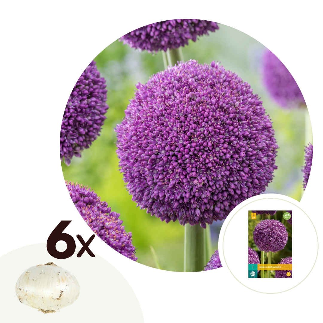 Alliumbollen - Set van 6 - Allium'Ambassador'- Bloembollen - Paars afbeelding