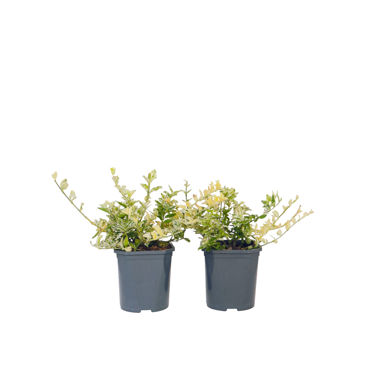 Kardinaalsmuts - Set van 4 - Euonymus'Harlequin'- Hoogte 20-30cm -⌀17cm afbeelding
