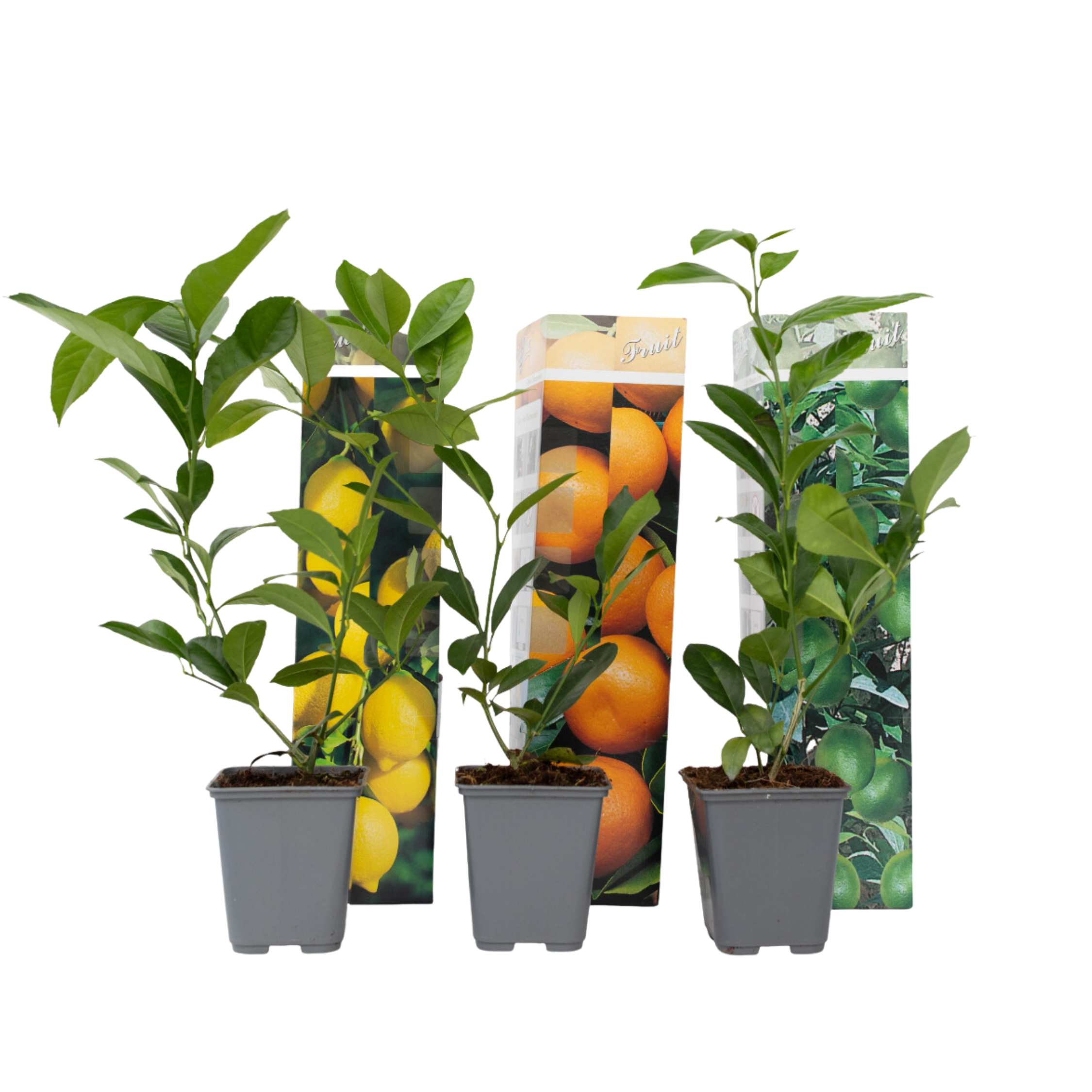 Mix fruitbomen - Set van 3 - Citrus limon - Hoogte 25-40cm -⌀9cm afbeelding