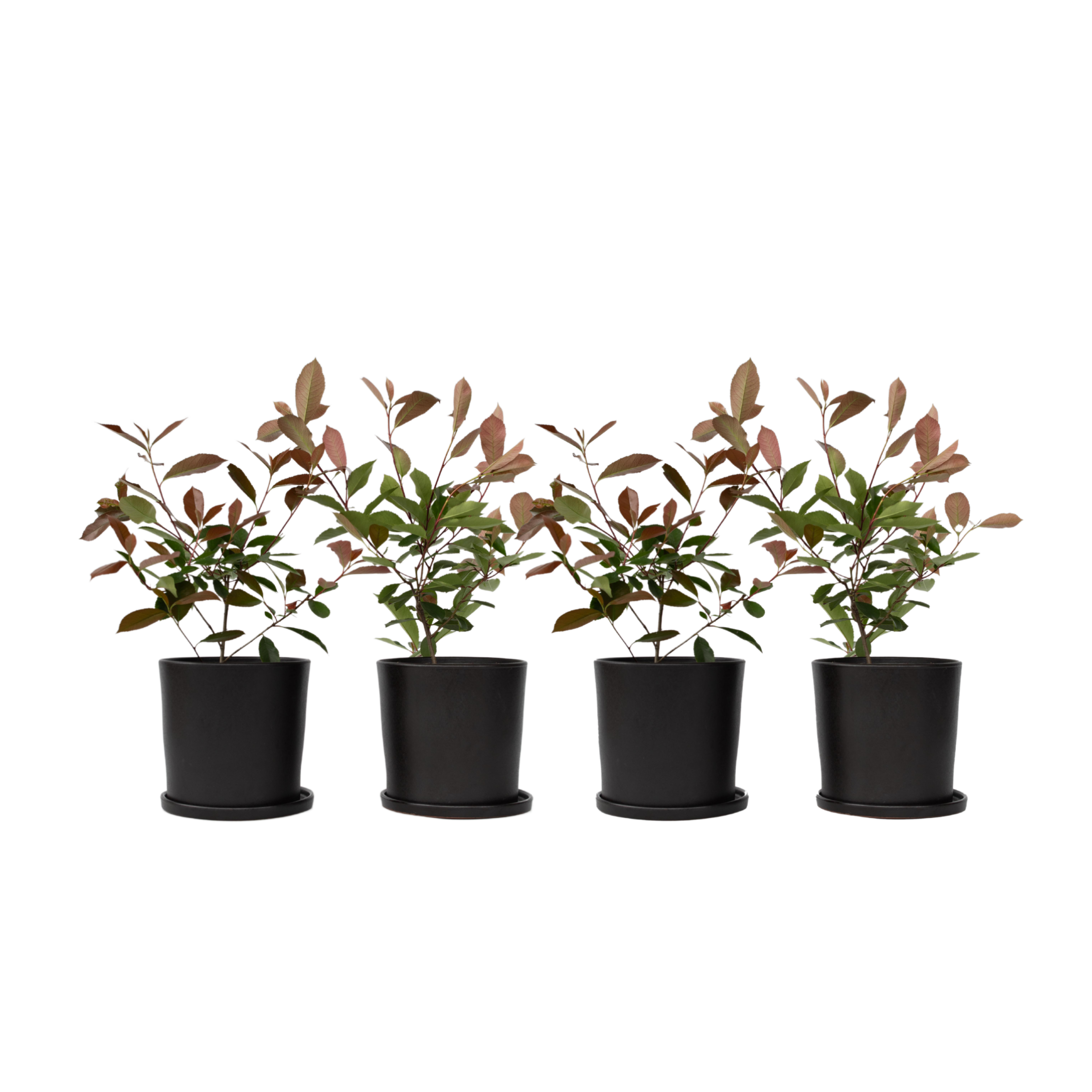 Glansmispel - Set van 4 - Photinia fraseri'Red Robin'- Hoogte 30-40cm -⌀17cm afbeelding
