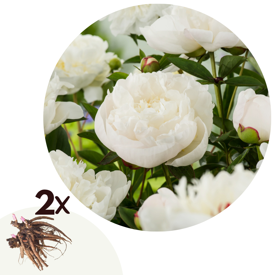 Pioenen - Set van 2 - Paeonia'Duchesse de Nemours'- Wortelstokken - Wit afbeelding