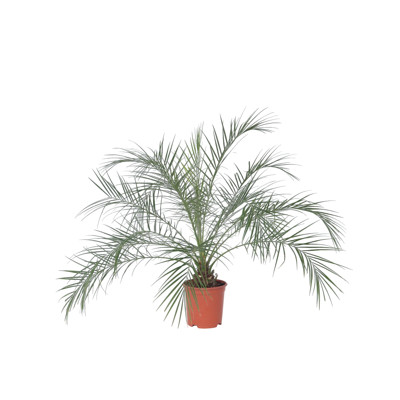 Dwergdadelpalm - Phoenix roebelenii - Hoogte 80-90cm -⌀21cm afbeelding