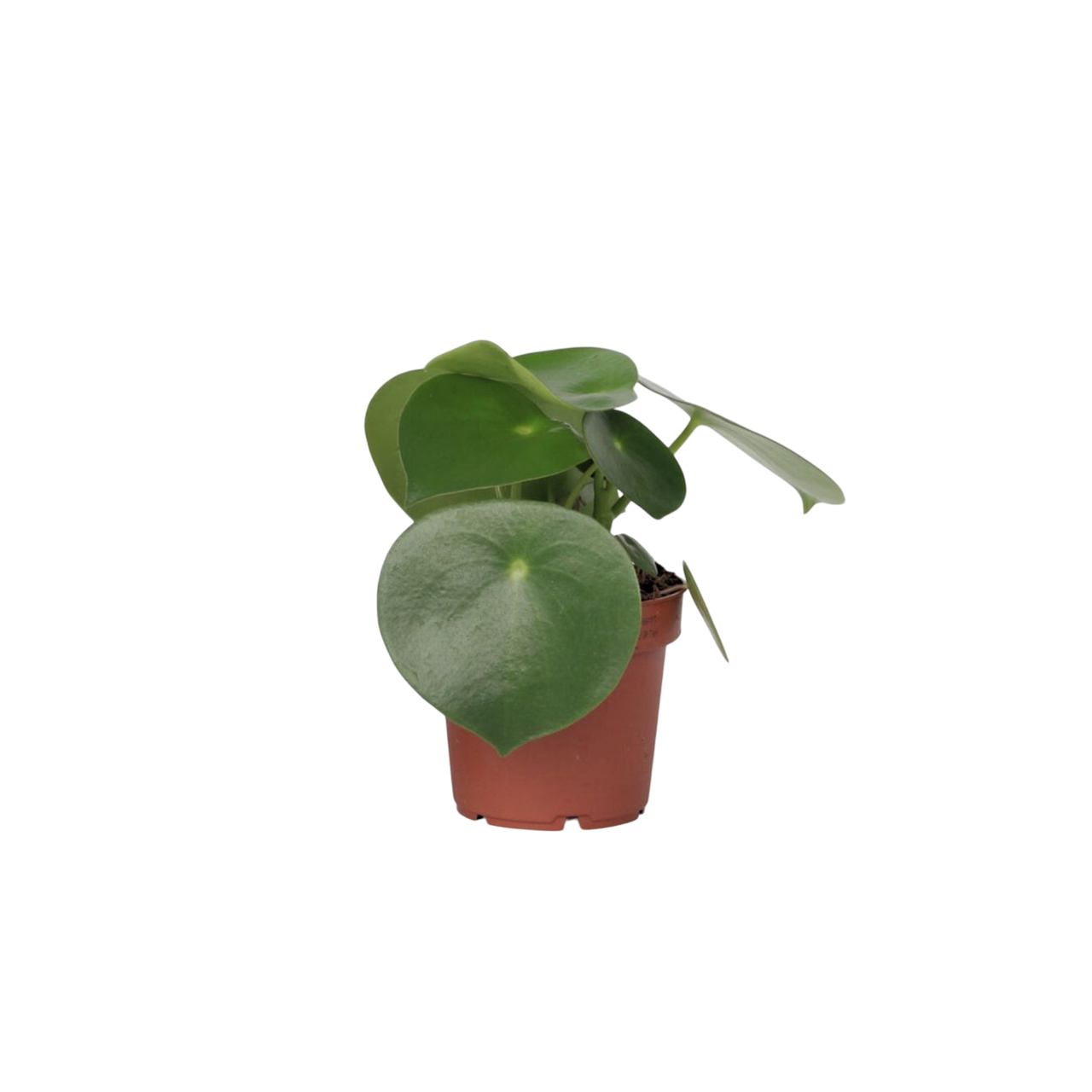Regendruppelplant - Peperomia polybotrya - Hoogte 20-30cm -⌀12cm afbeelding