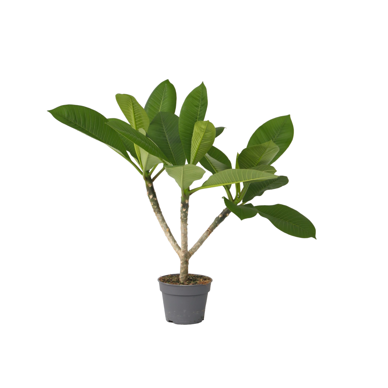 Frangipani Hawaii - Plumeria rubra'Hawaii'- Hoogte 45-55cm -⌀17cm afbeelding