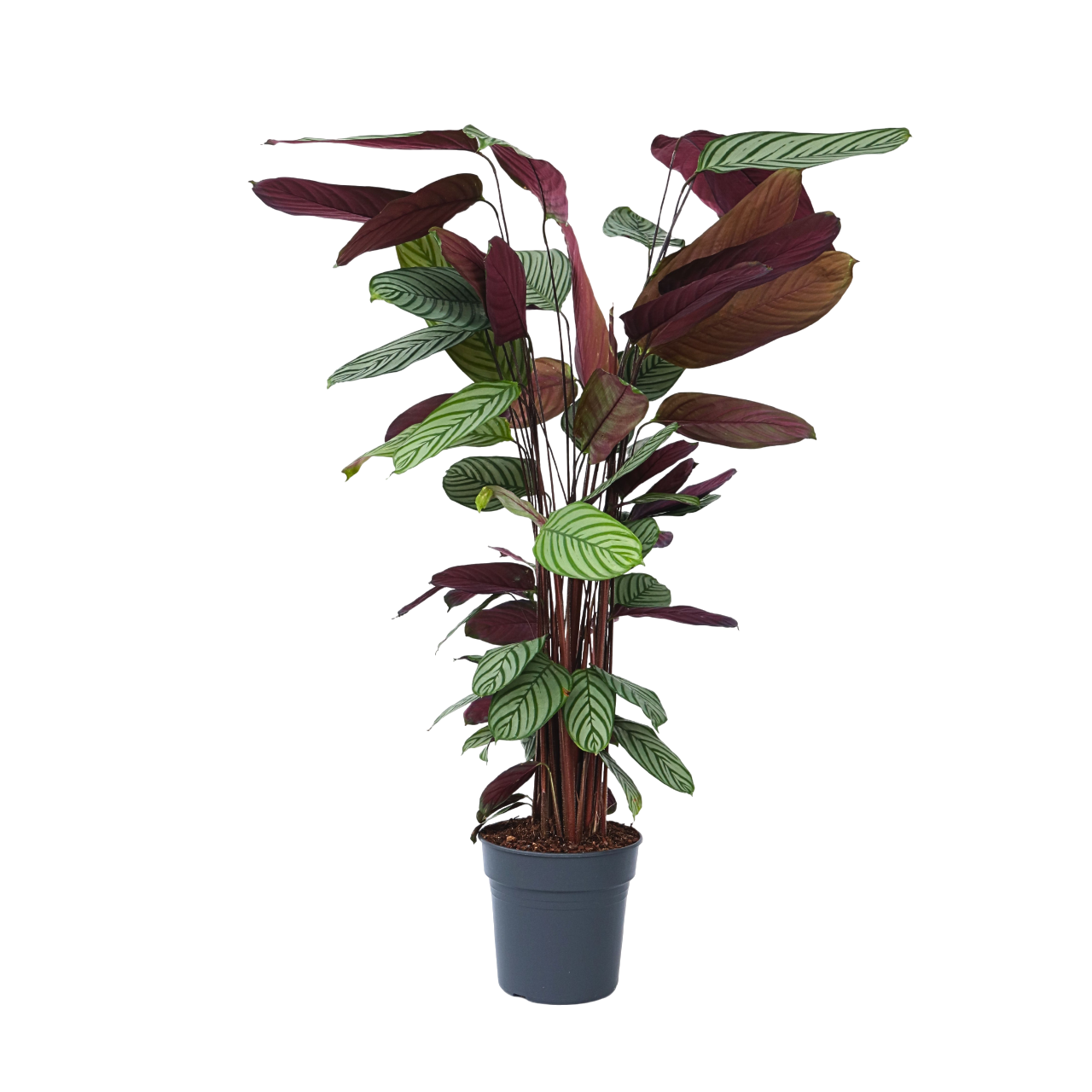 Pauwenplant - Calathea'Oppenheimiana'- Hoogte 120-130cm -⌀27cm afbeelding