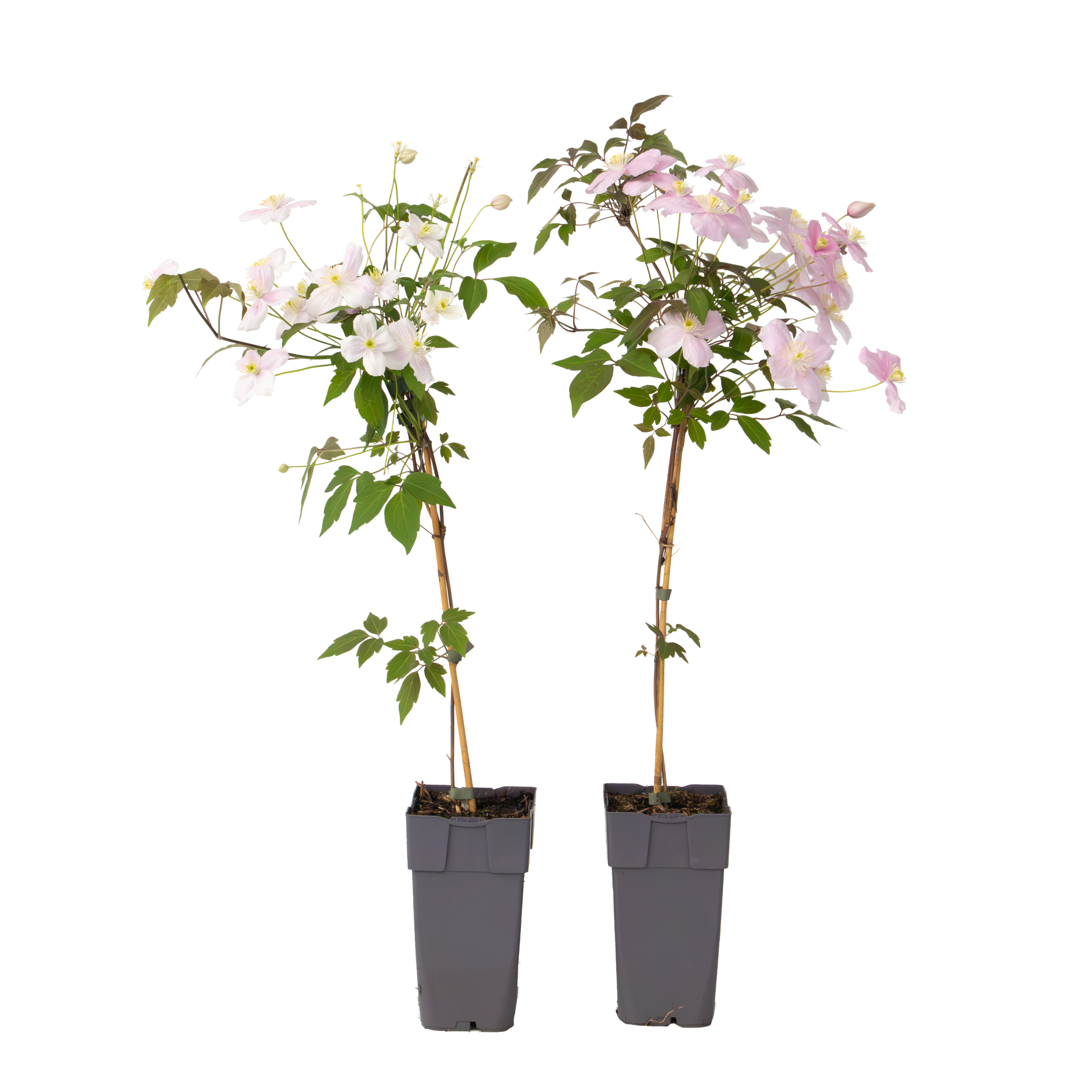 Bosrank - Set van 2 - Clematis'Fragrant Spring'- Hoogte 60-70cm -⌀15cm afbeelding