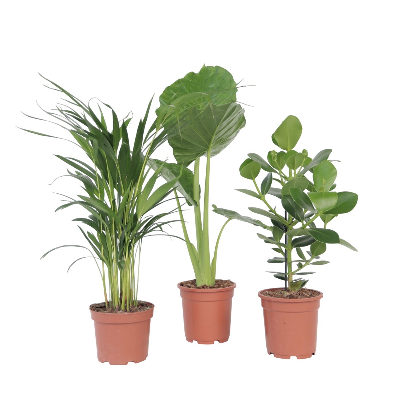 Tropische Mix - Set van 3 - Dypsis Clusia Alocasia - Hoogte 50-70cm -⌀17cm afbeelding