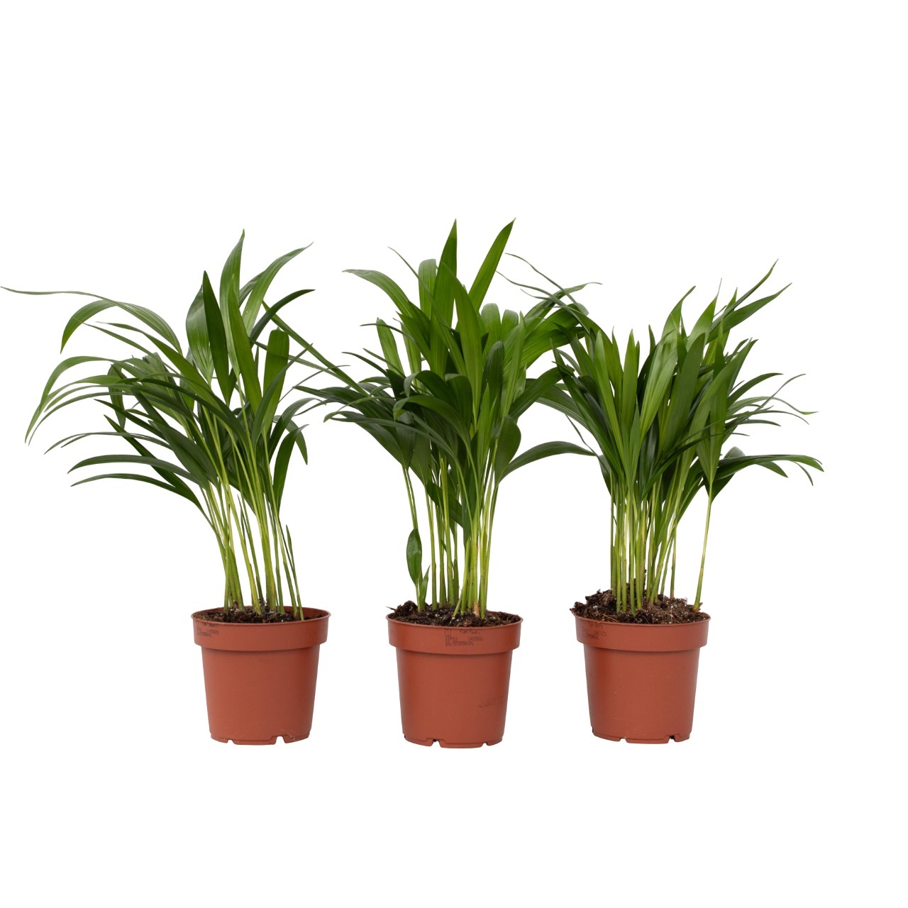Areca goudpalm - Set van 3 - Dypsis lutescens - Hoogte 30-45cm -⌀12cm afbeelding