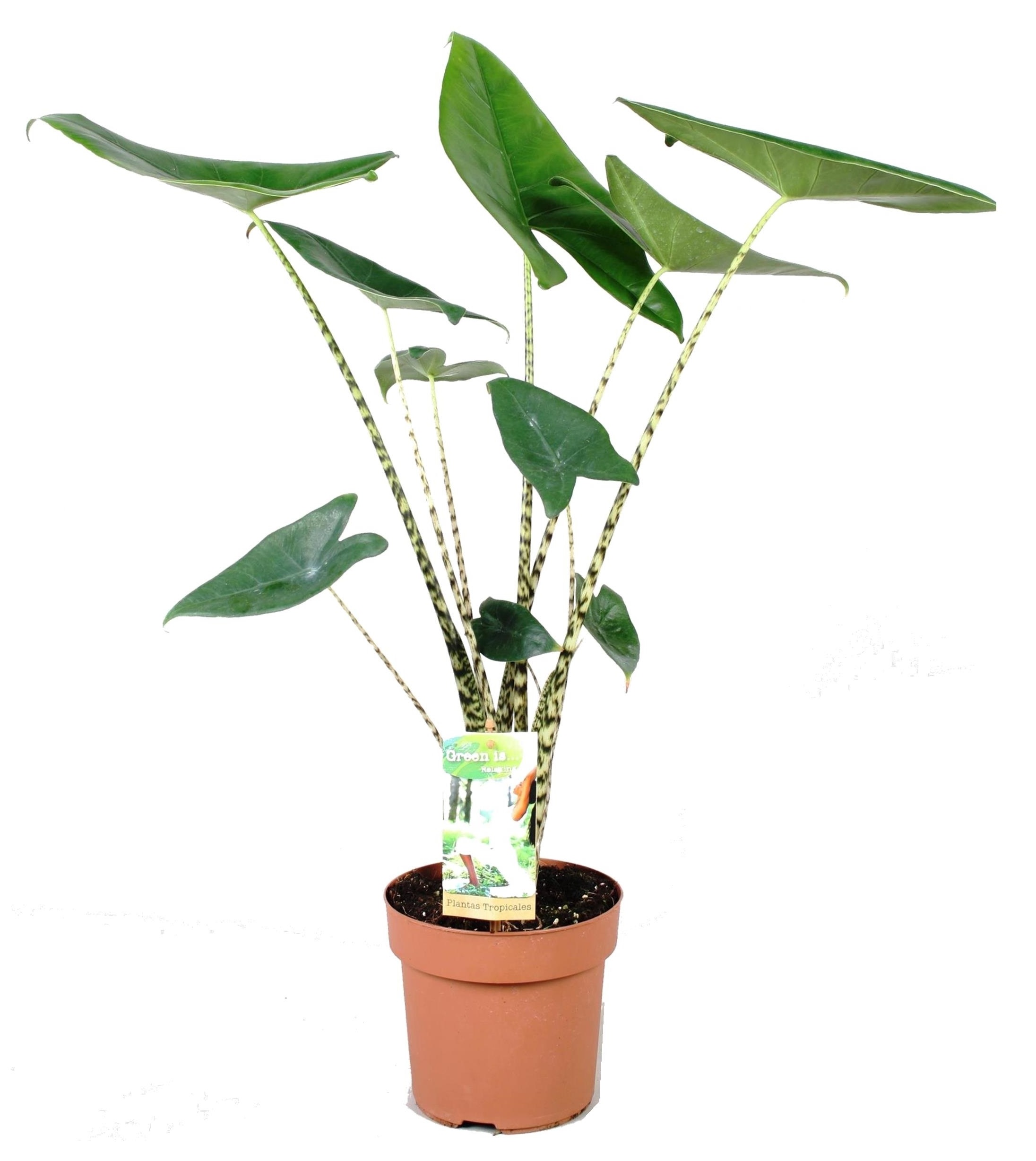 Olifantsoor - Alocasia'Zebrina'- Hoogte 60-70cm -⌀17cm afbeelding
