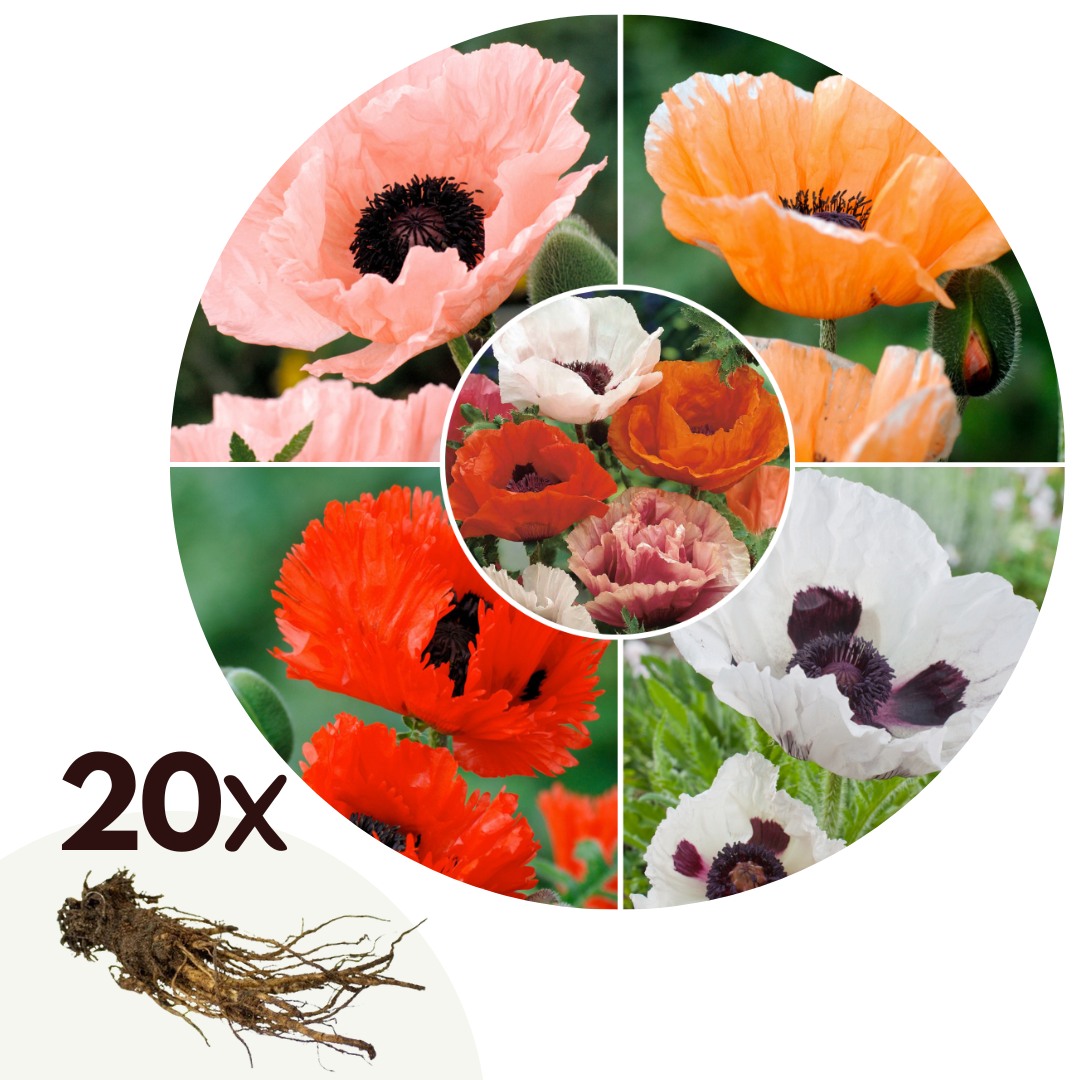 Oosterse klaproos - Set van 20 - Papaver orientale - Wortelstokken afbeelding