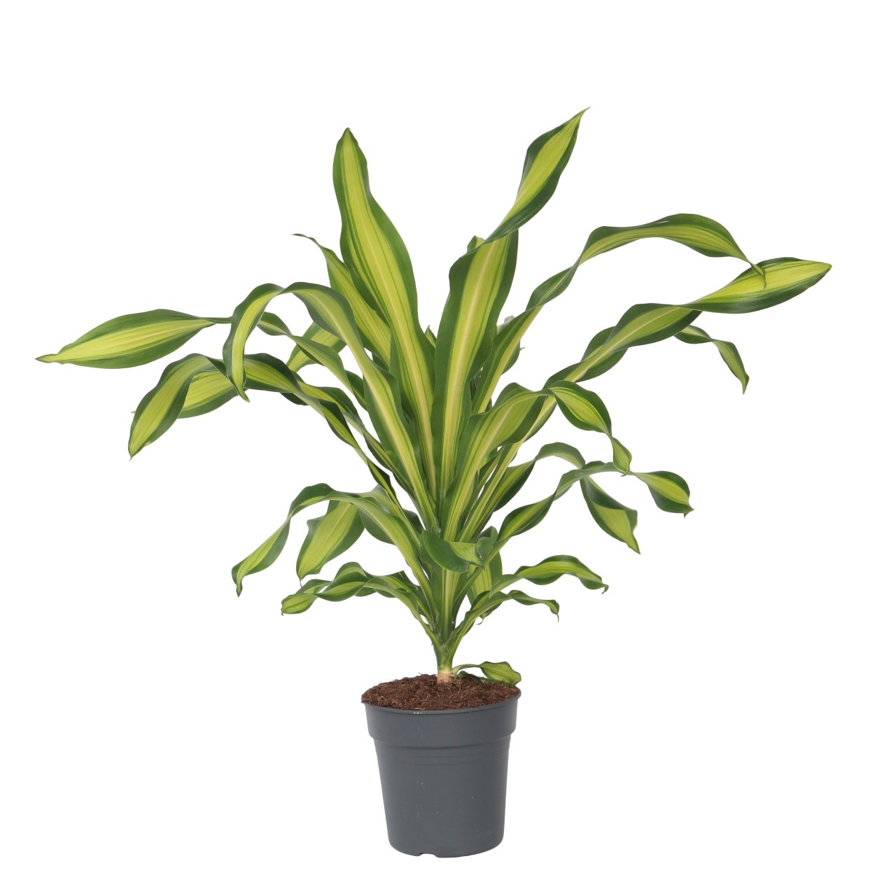 Drakenbloedboom - Dracaena fragrans'Charley'- Hoogte 100-110cm -⌀24cm afbeelding