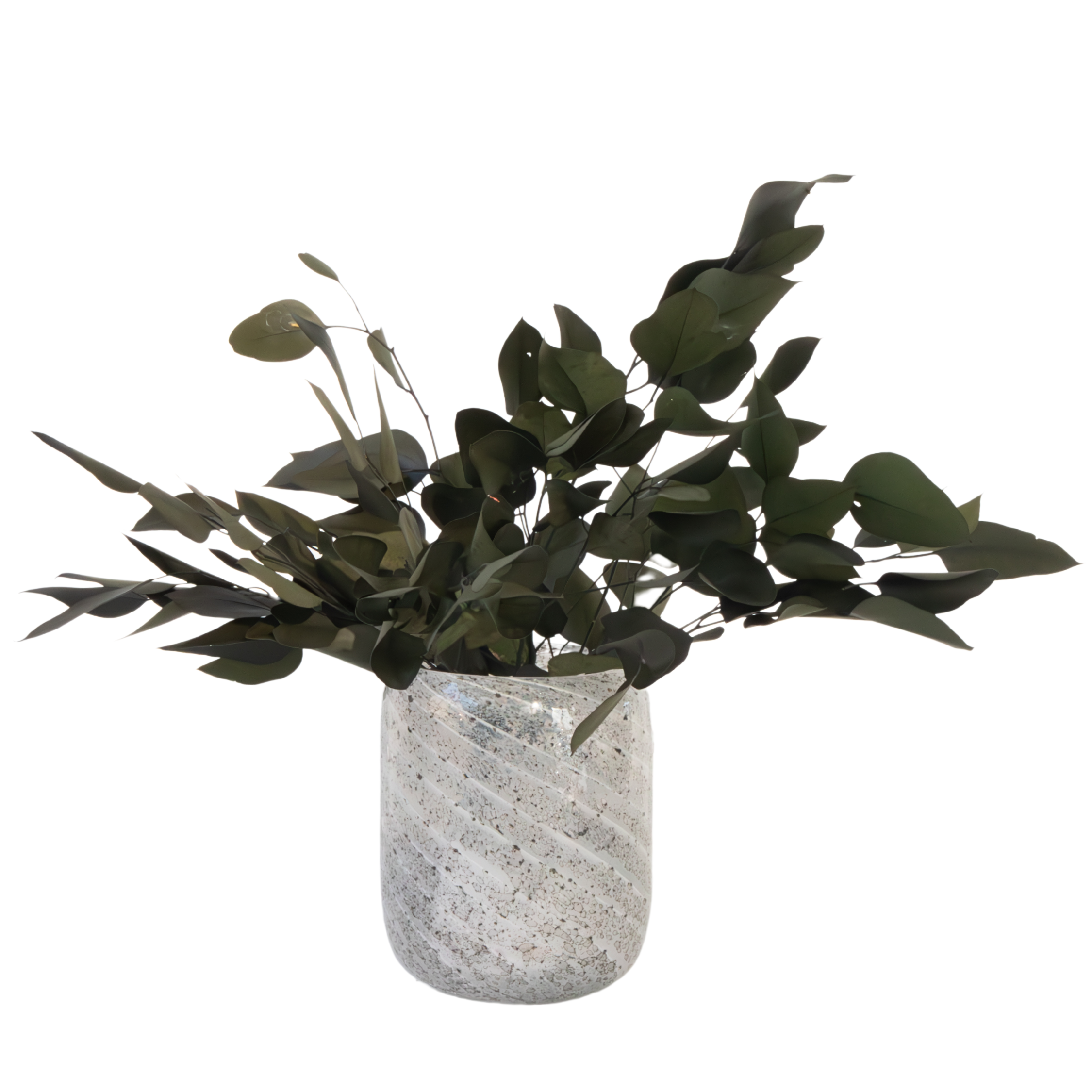 Droogbloemen - Eucalyptus stuartiana afbeelding