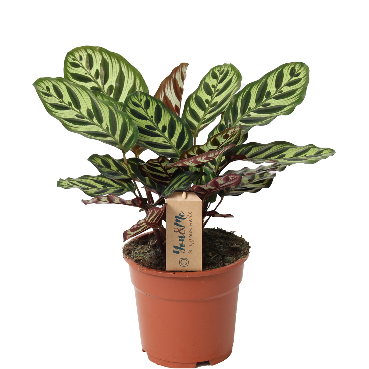 Pauwenplant - Calathea'Makoyana'- Hoogte 40-50cm -⌀17cm afbeelding