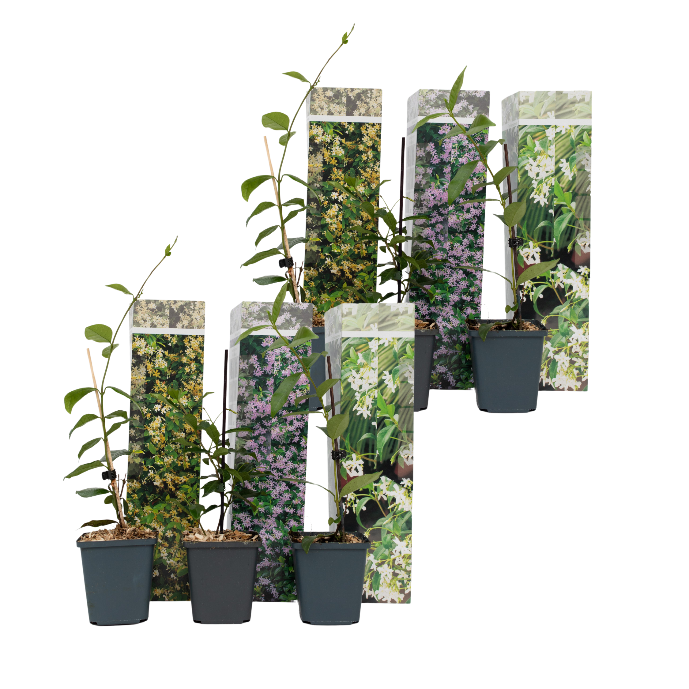 Jasmijn - Set van 6 - Trachelospermum jasminoides - Hoogte 25-40cm -⌀9cm afbeelding