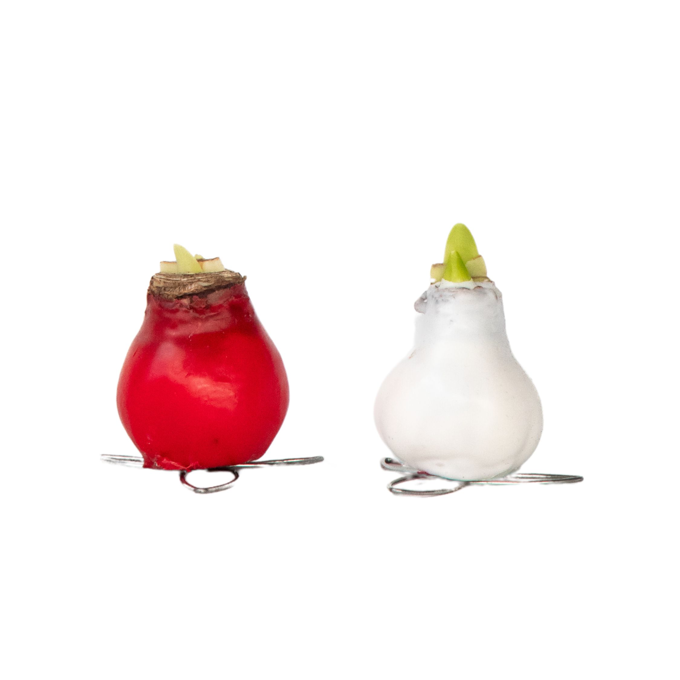 Amaryllis - Hippeastrum'Wax Mix Red White'- Bloembol - Rood afbeelding