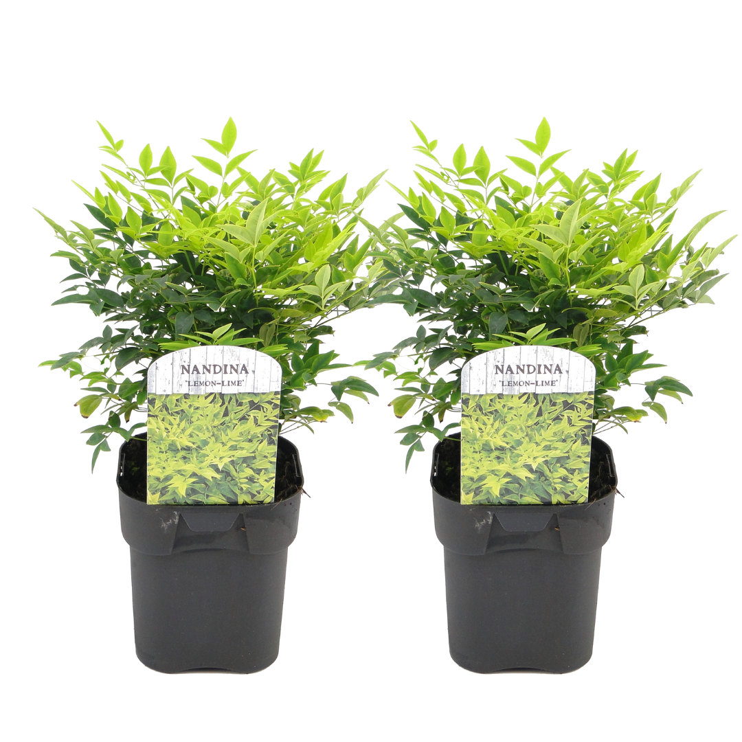 Hemelse Bamboe - Set van 2 - Nandina'Lemon Lime'- Hoogte 25-40cm -⌀17cm afbeelding