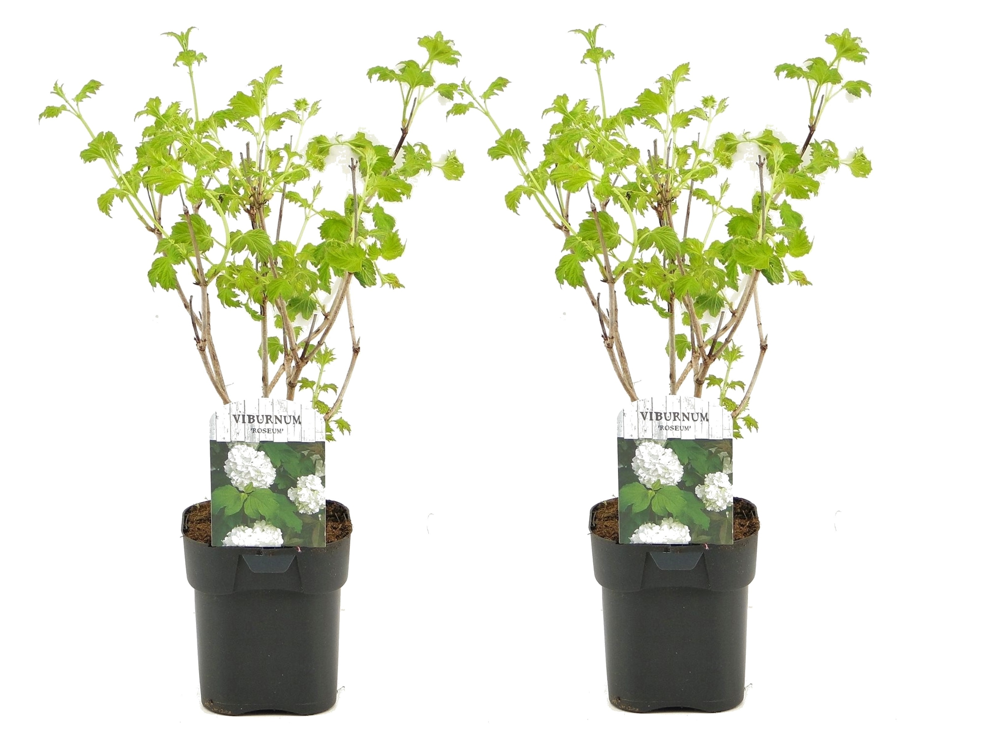 Sneeuwbalplant - Set van 2 - Viburnum opulus'Roseum'- Hoogte 25-40cm -⌀17cm afbeelding
