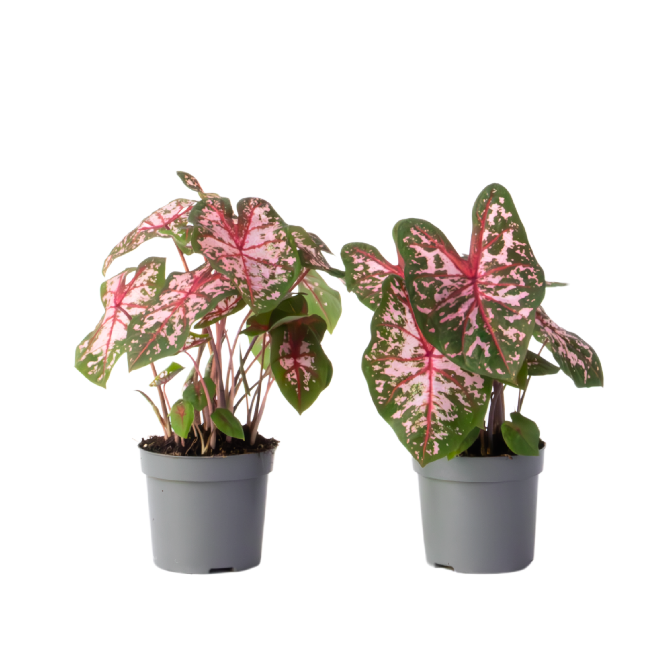 Engelenvleugels - Set van 2 - Caladium Carolyn Whorton - Hoogte 25-40cm -⌀13cm afbeelding