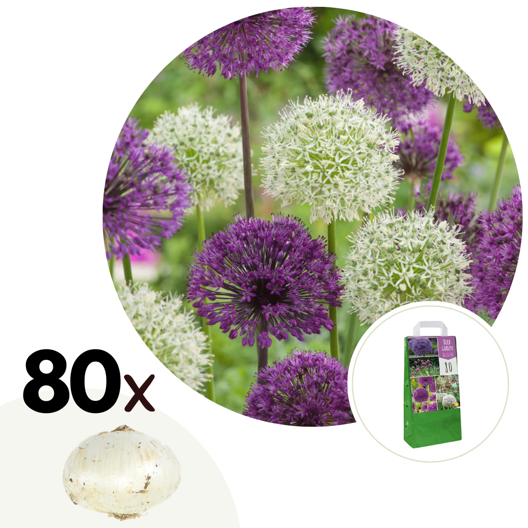 Alliumbollen - Set van 80 - Allium - Bloembollen afbeelding